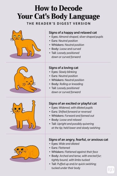 How to Decode Your Cat’s Body Language, According to Experts