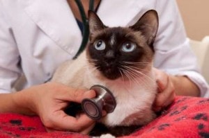 Feline Asthma