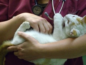 How to Choose the Right Vet for Your Pet