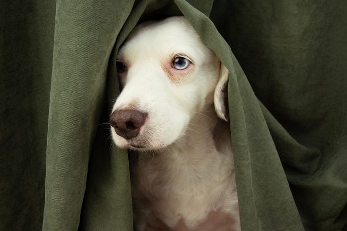 Dog Anxiety: 7 Reasons Your Dog May Be Stressed—and What to Do About It