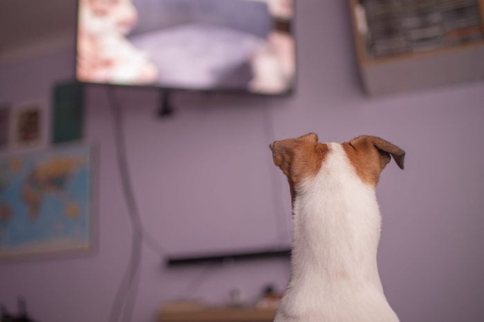 Do Dogs Actually Watch TV?