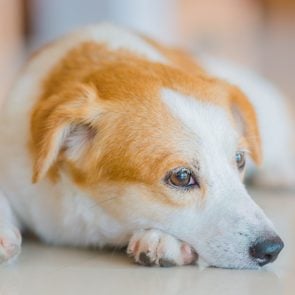 How to Clean Dog Pee from Your Carpet in 4 Steps