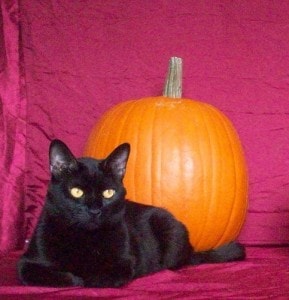 No Scaredy Cats this Halloween – Safety Tips for Your Pets