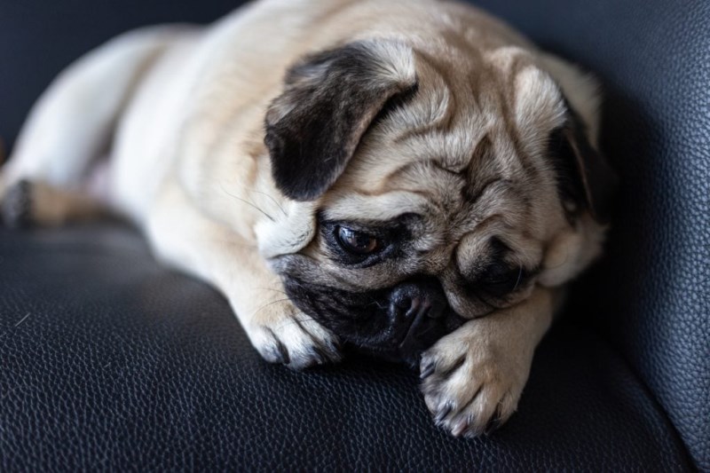 Do Dogs Cry? Experts Explain Dog Tears