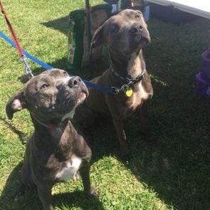 Man’s Best Friend, Indeed: This Pit Bull Fought Off a Shark to Save His Owner