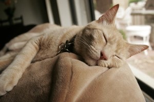 Caring for your aging cat