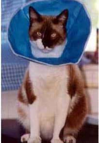 Caring for Your Cat After Surgery