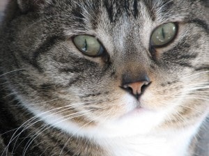 Pain management for cats