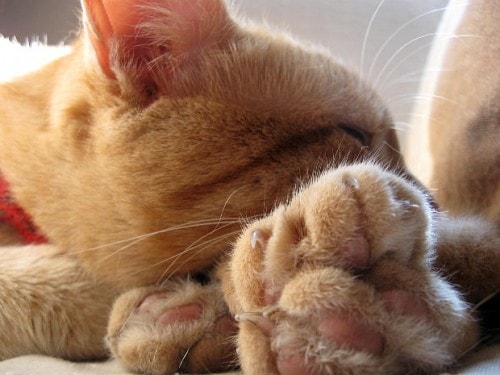 How to Trim Your Cat’s Nails (So Nobody Gets Hurt)