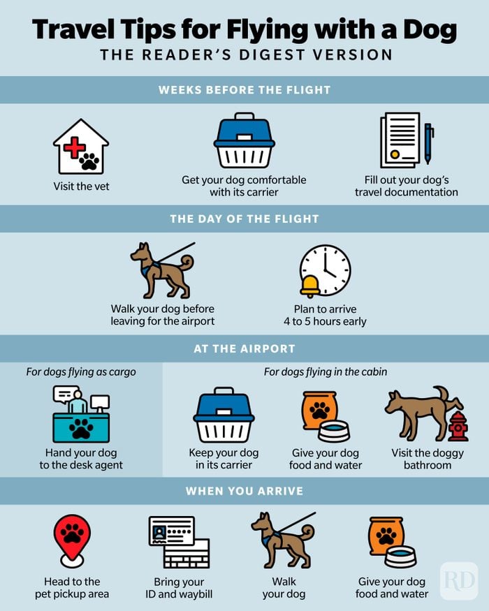 Flying with Dogs: 26 Things to Know Before Taking Your Pup on a Plane