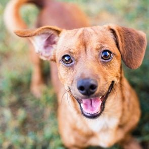 A New Study Says You and Your Dog Probably Have the Same Personality