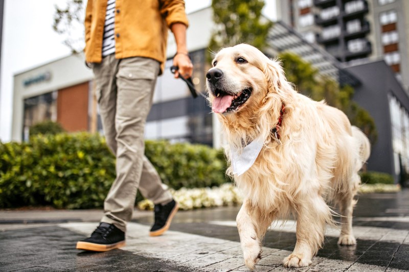 Use This Handy Pet Sitter Checklist Before Leaving for Vacation