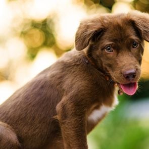 If You See White Dog Poop, This Is What It Means