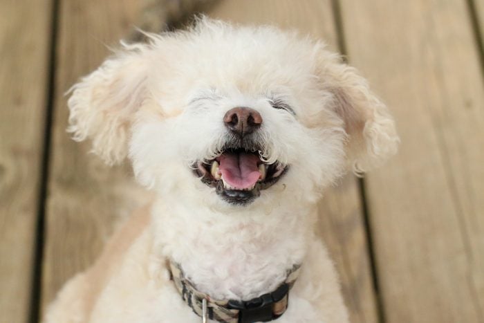 Do Dogs Smile? Decoding Your Dog’s Happy Face