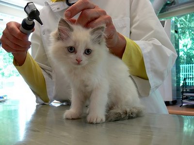 Is Your Vet Cat-Friendly?