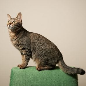 Wood Cat Litter vs Clay Cat Litter: What’s the Difference?