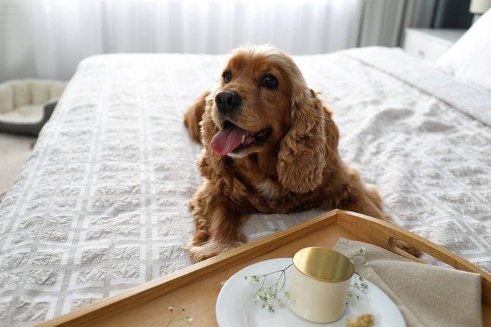 Pet-Friendly Hotels in America That Will Welcome Your Furry Friends