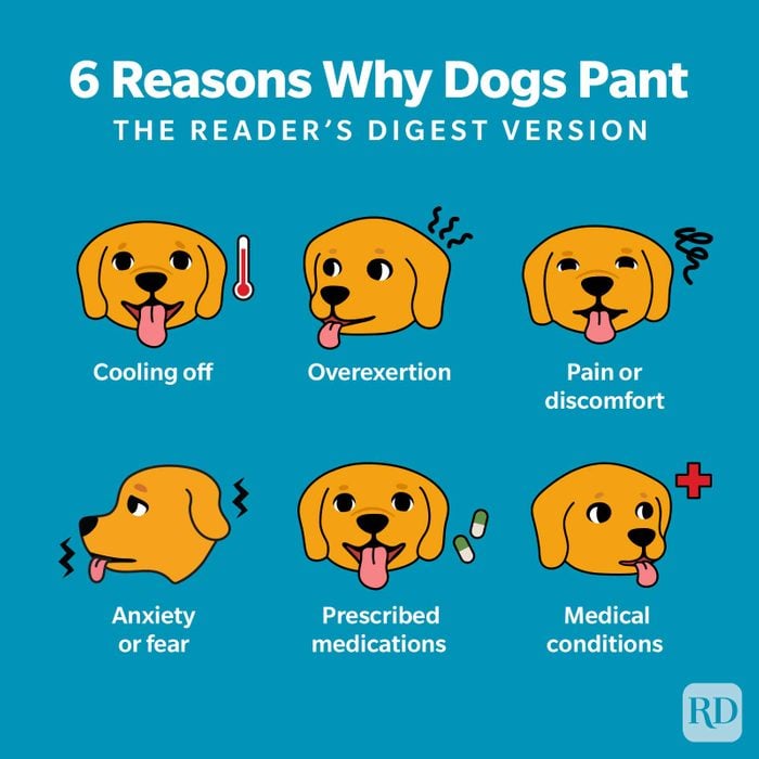 Why Do Dogs Pant? 6 Common Reasons, According to Experts