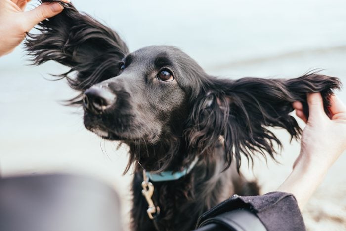 How to Clean Your Dog’s Ears at Home