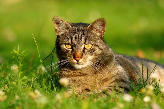 Best Probiotic Supplements for Cats in 2023