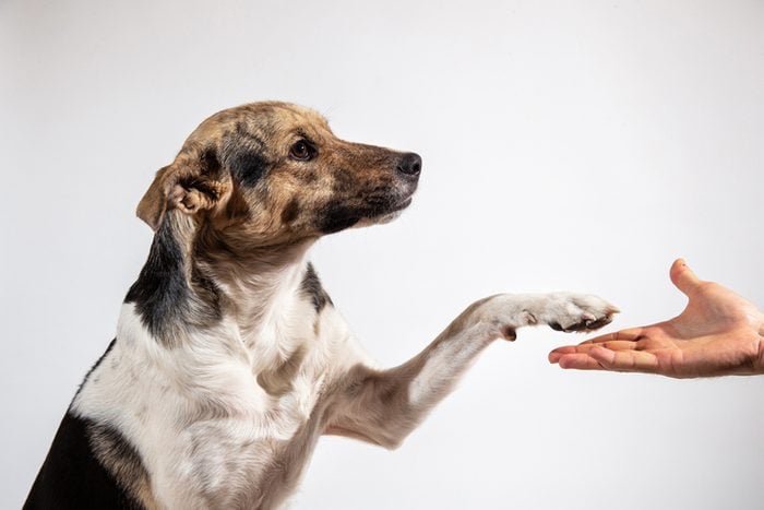 You Can Find Out If Your Dog Is Right- or Left-Handed—Here’s How