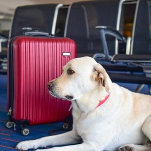 How to Get Through a TSA Security Line With Your Pet