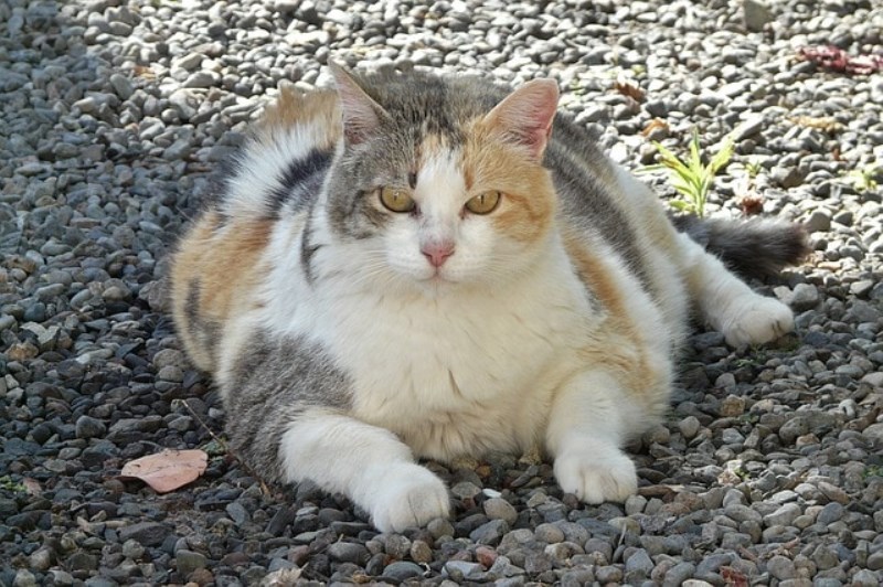 Study Shows That Cats Are Getting Heavier