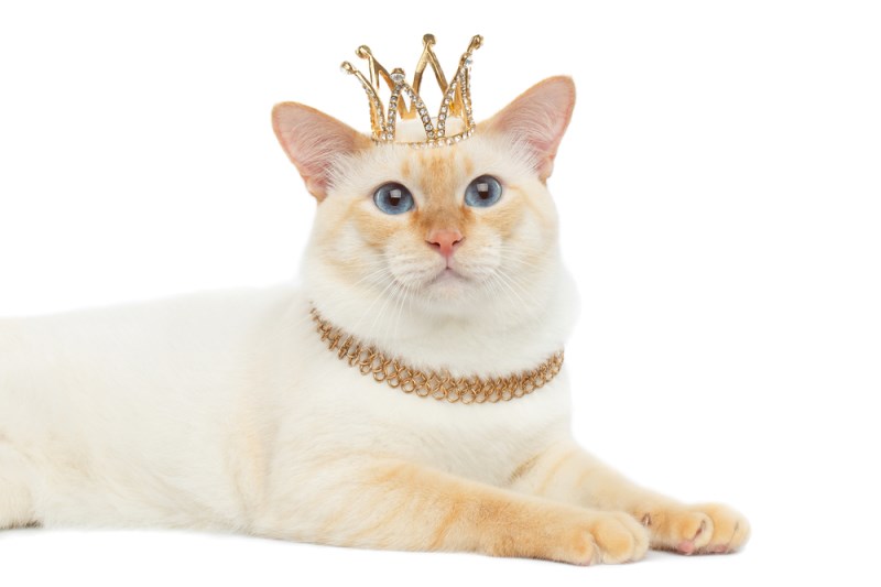 7 Ways to Treat Your Cats Like Royalty