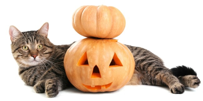 8 Halloween Safety Tips for Your Cats (2023 Guide)