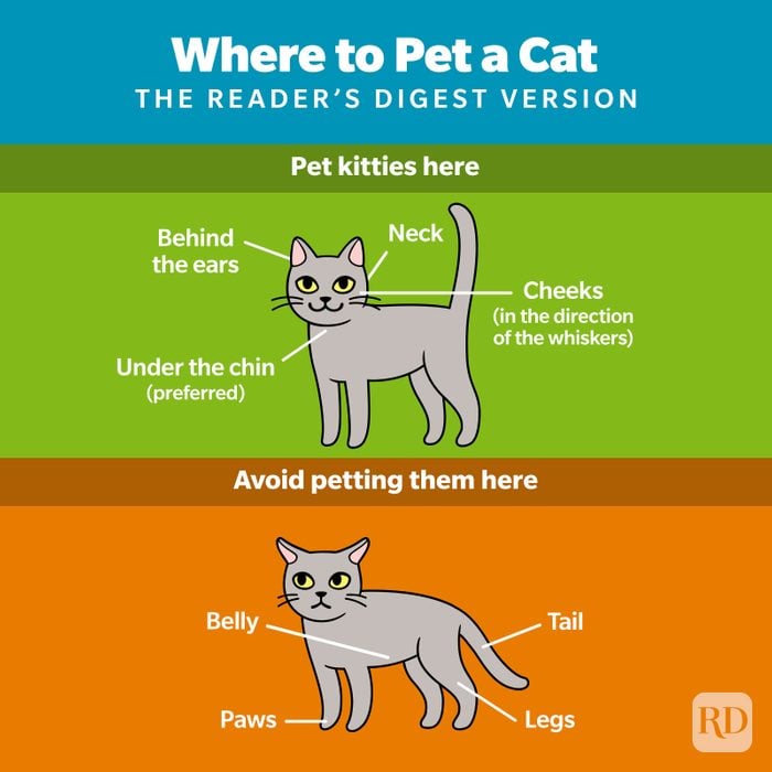 Where Do Cats Like to Be Petted?