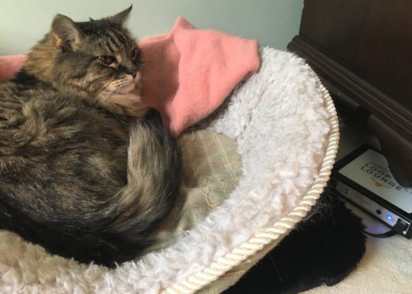 How the Assisi Loop Lounge Helps 18-Year-Old Kitty Girl with Arthritis and Kidney Disease