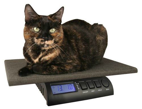 Weight Loss Tips for Cats