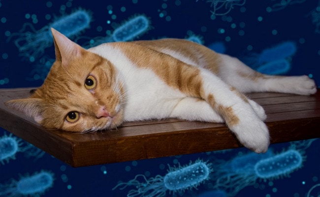 Bacteria 101: Meet the Microbes Living In and On Your Cat