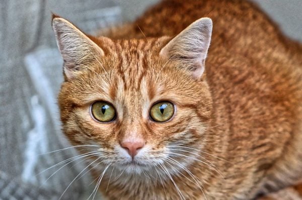 The Feline Grimace Scale: New Tool To Evaluate Pain in Cats