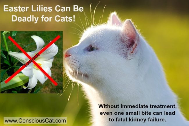 Easter Lilies and Cats: A Potentially Deadly Combination