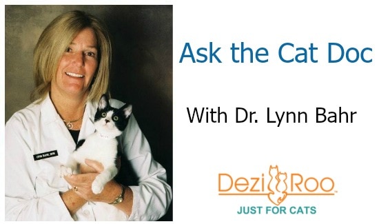 Ask the Cat Doc: Skittisch Cat, Morbidly Obese Cat, and More