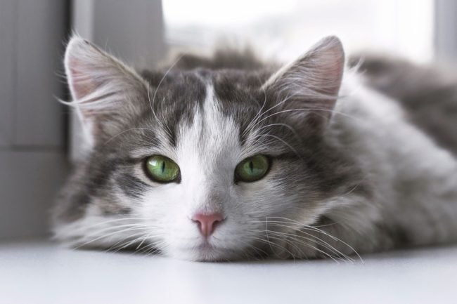 How to Support Your Cat’s Immune System (9 Tips!)