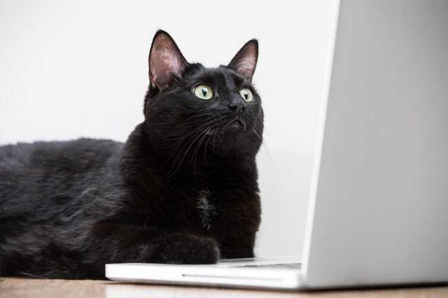 New from Assisi Animal Health: Free Webinars for Cat Parents, Shelters and Veterinary Professionals