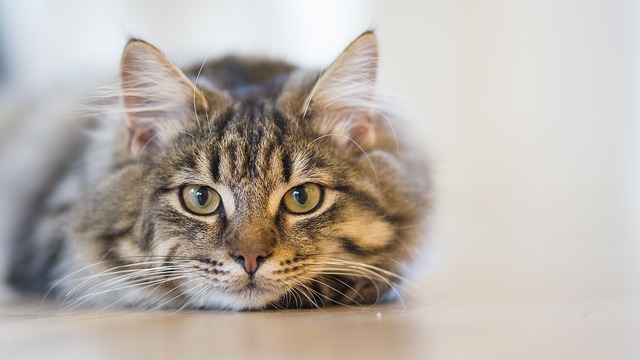 A Feline Disease May Hold the Key to Beating Back COVID-19