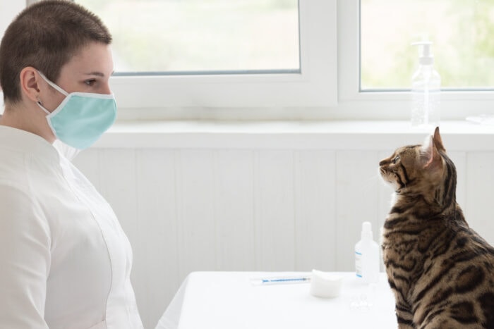 Veterinary Visits During the Pandemic: What to Expect and How to Make Them Less Stressful for Your Cat and You