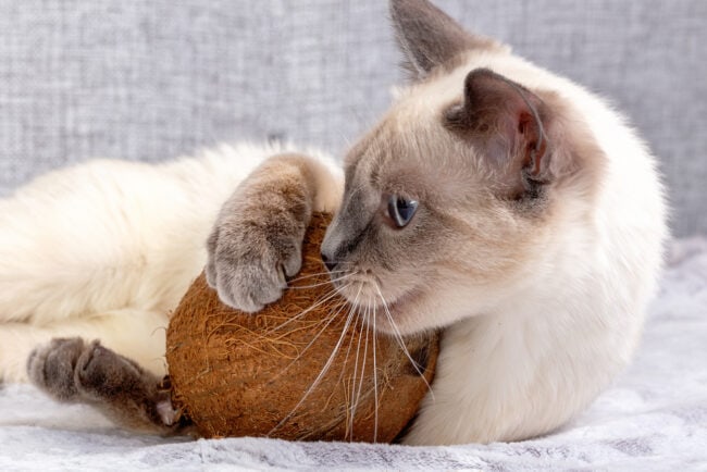 Benefits of Coconut Oil for Cats