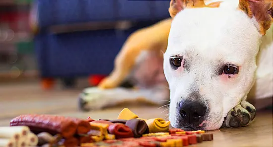 Heart Disease in Dogs May be Tied to Certain Foods