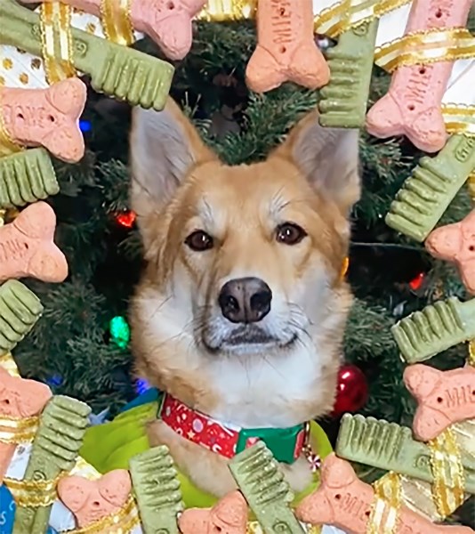 This DIY Dog Bone Wreath Is a Fun and Easy Way to Spice up Your Holiday Decor