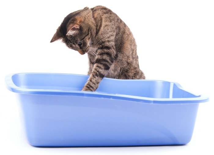 Litter Box Issues: A Round Up of Solutions for a Frustrating Problem