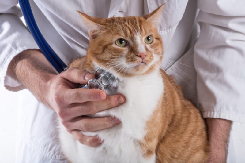 Why Your Cat’s Vet Records Are So Important