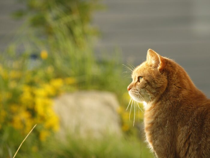 Fresh Air Might Be the Missing Key to Your Cat’s Health and Happiness