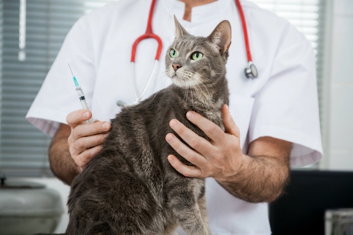 New Feline Vaccination Guidelines Focus on Individual Risk-Benefit Assessment