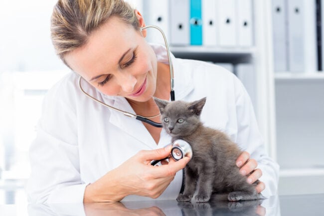 AAFP Launches Cat Friendly Certificate Program for Veterinary Professionals