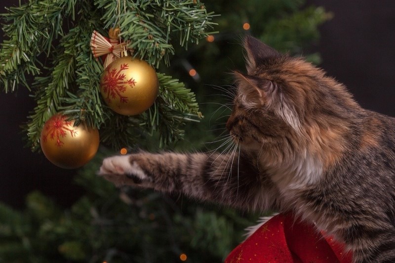 More Toxic Than Poinsettias: Top 5 Holiday Cat Hazards