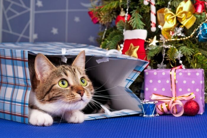 Holiday Safety Tips for Cats